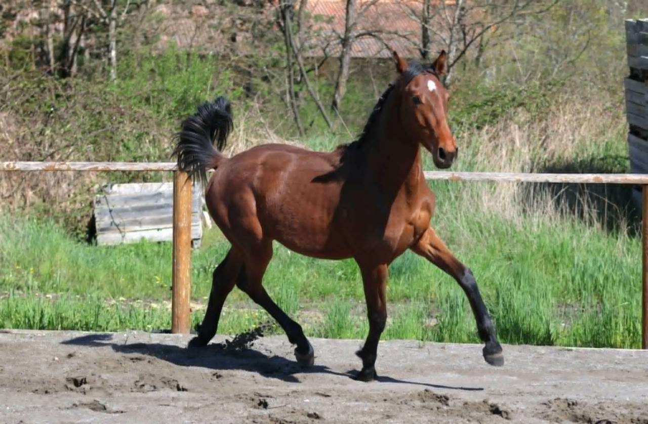 Mare Hanoverian For sale 2024 Bay