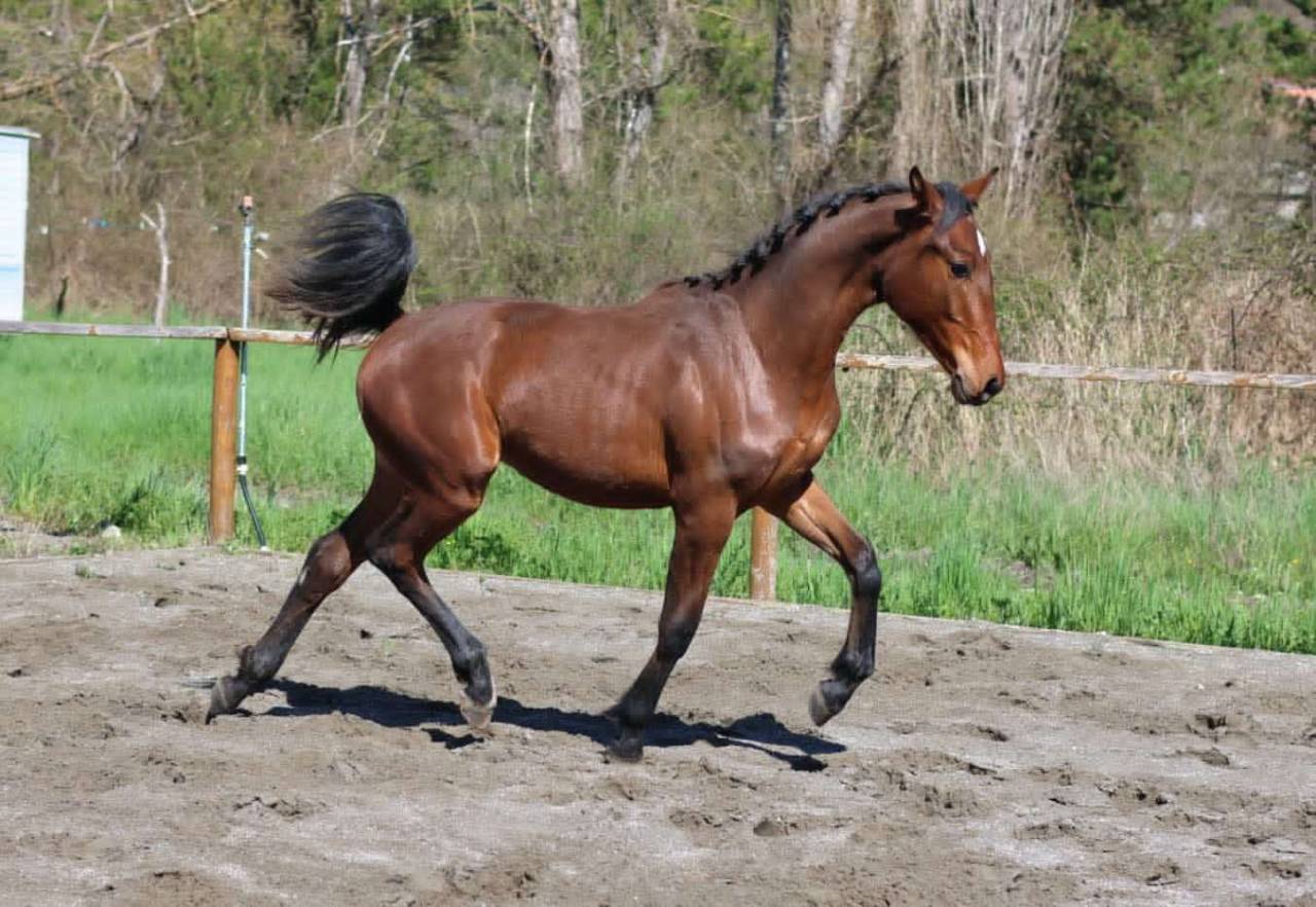 Mare Hanoverian For sale 2024 Bay