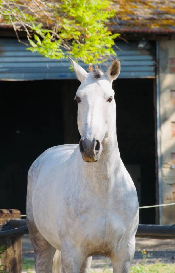 Entire Lusitano For sale 2014 Grey