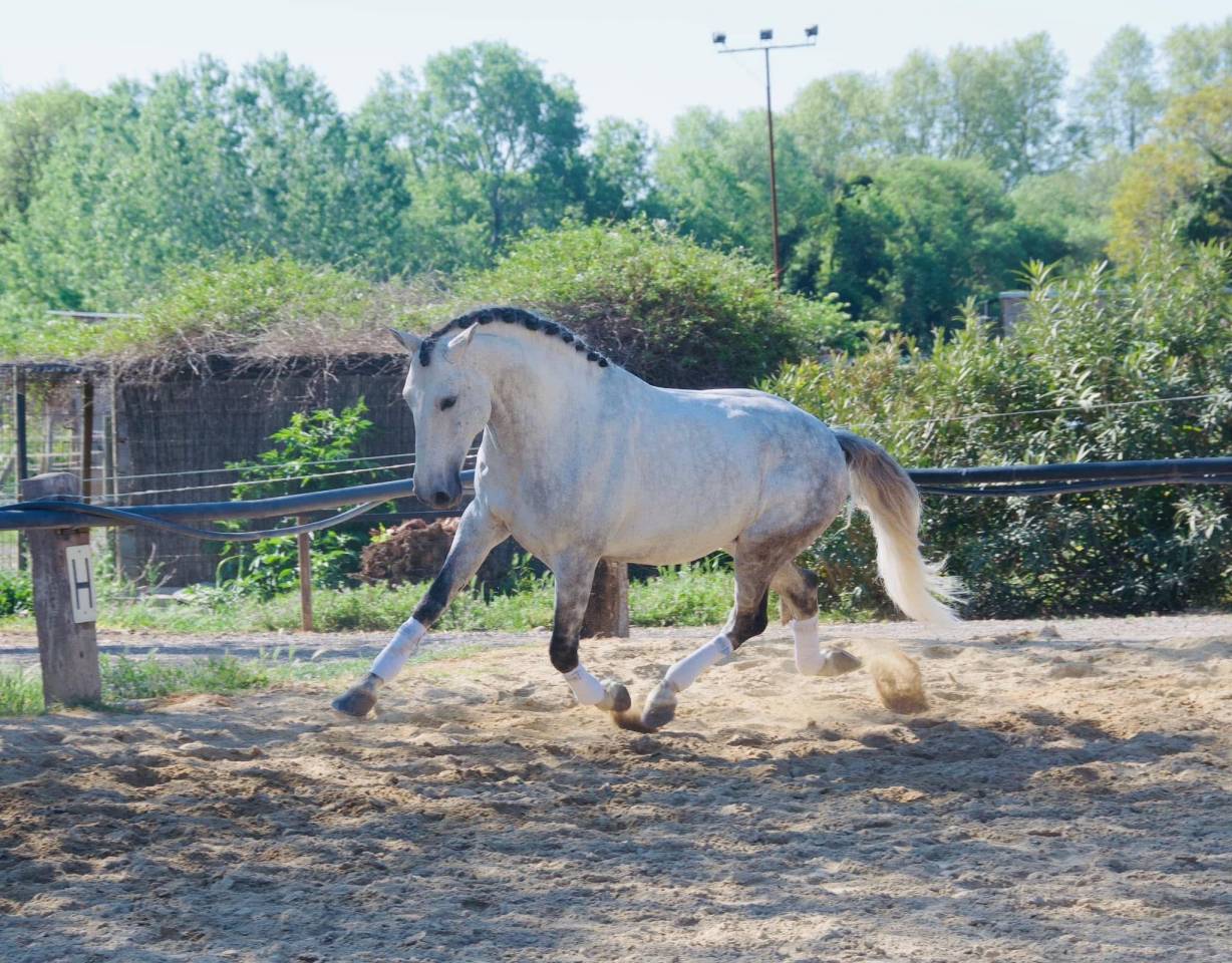 Entire Lusitano For sale 2014 Grey