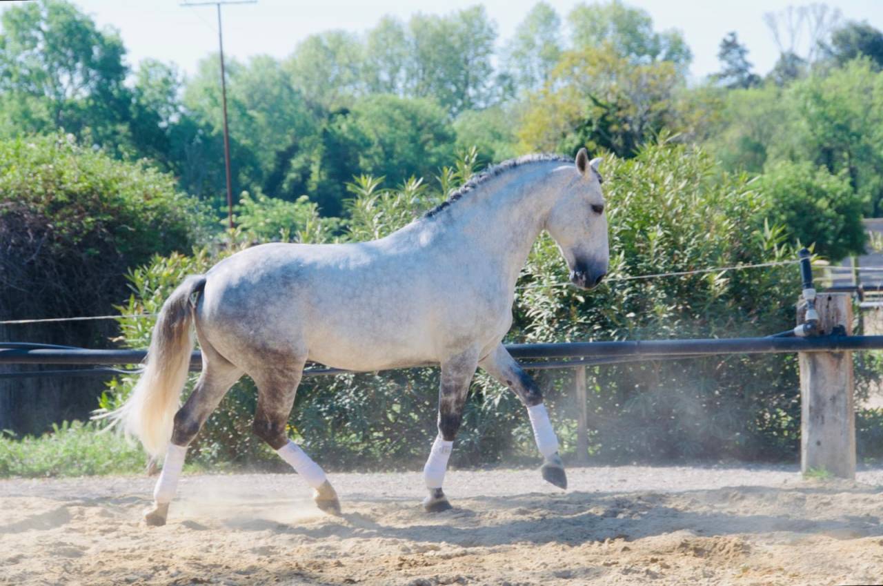 Entire Lusitano For sale 2014 Grey