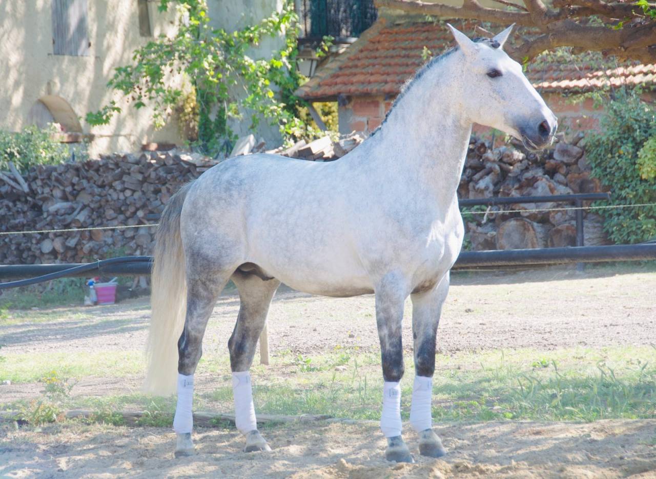 Entire Lusitano For sale 2014 Grey