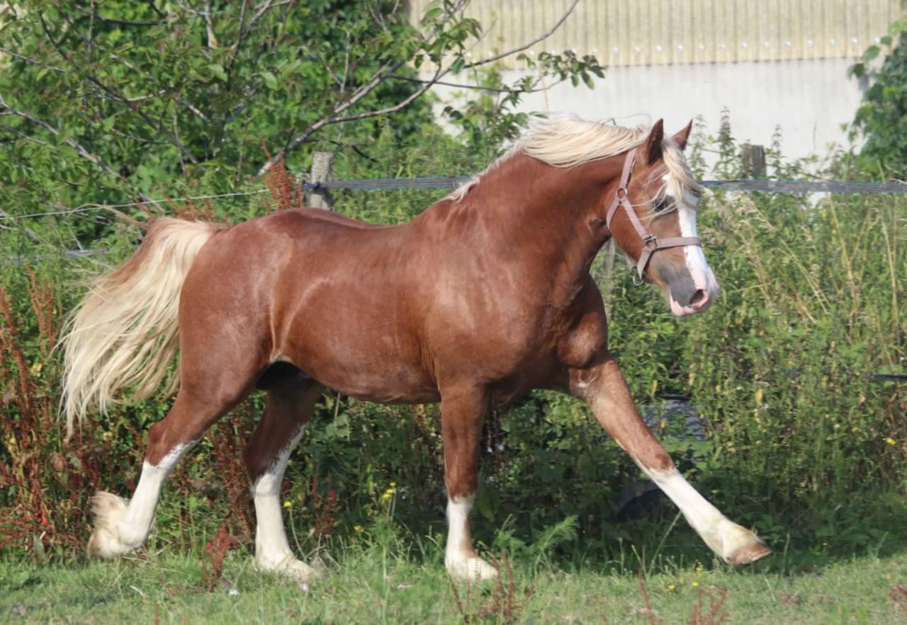 Stallion Welsh Pony (Section D), Welsh Cob For sale 2021 Silver dapple