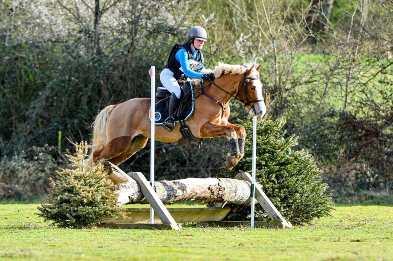 Stallion Welsh Pony (Section D), Welsh Cob For sale 2021 Silver dapple