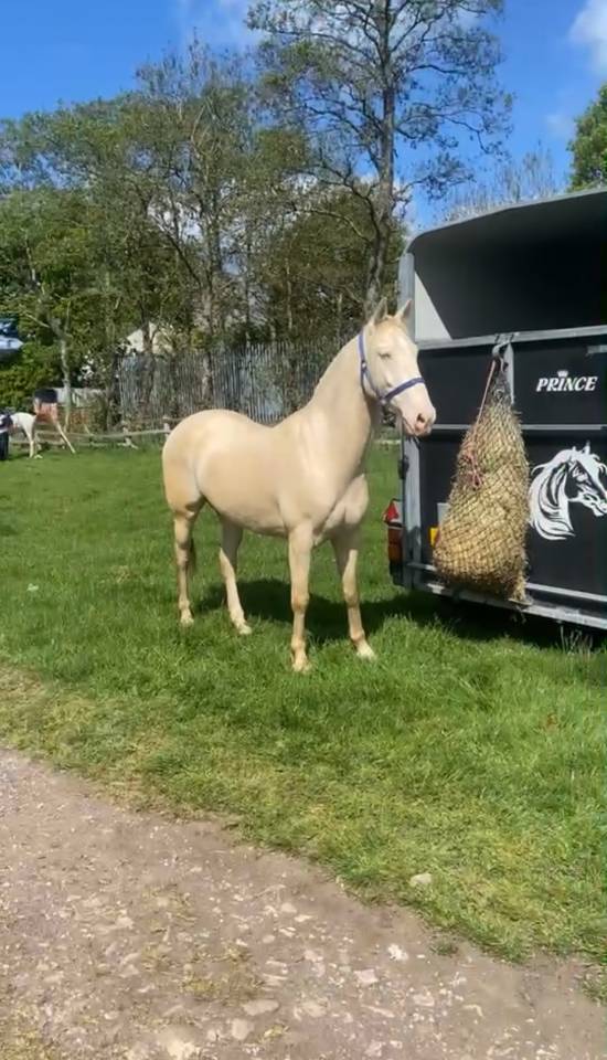 4 year old gelding for sale lusitano 