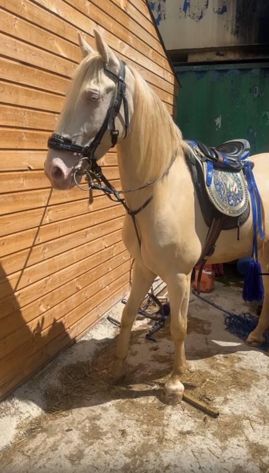 4 year old gelding for sale lusitano 