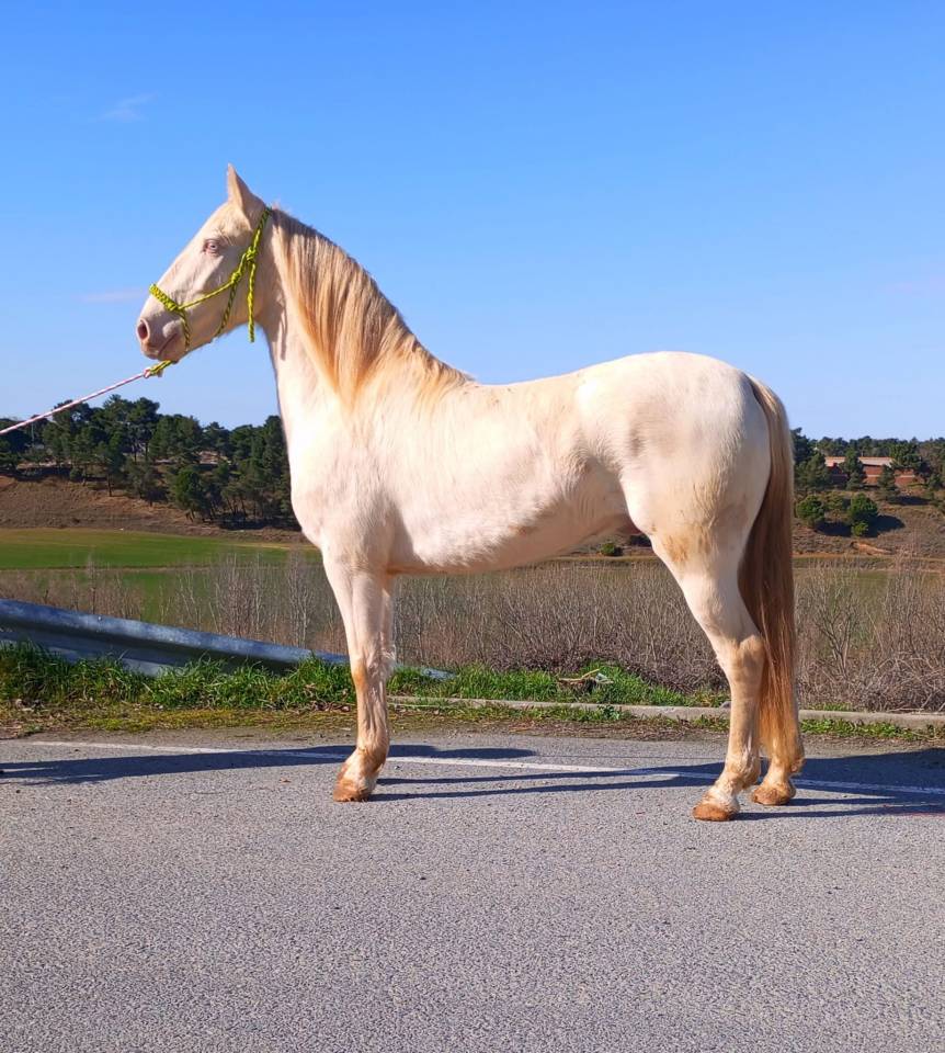 4 year old gelding for sale lusitano 