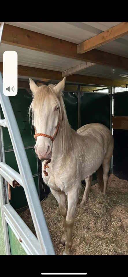 4 year old gelding for sale lusitano 