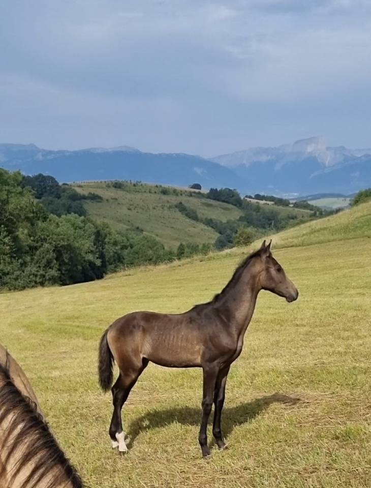 Filly Akhal Teke For sale 2024 Other color