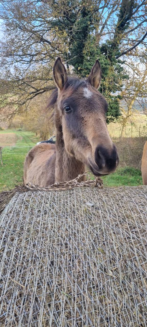 Filly Akhal Teke For sale 2024 Other color