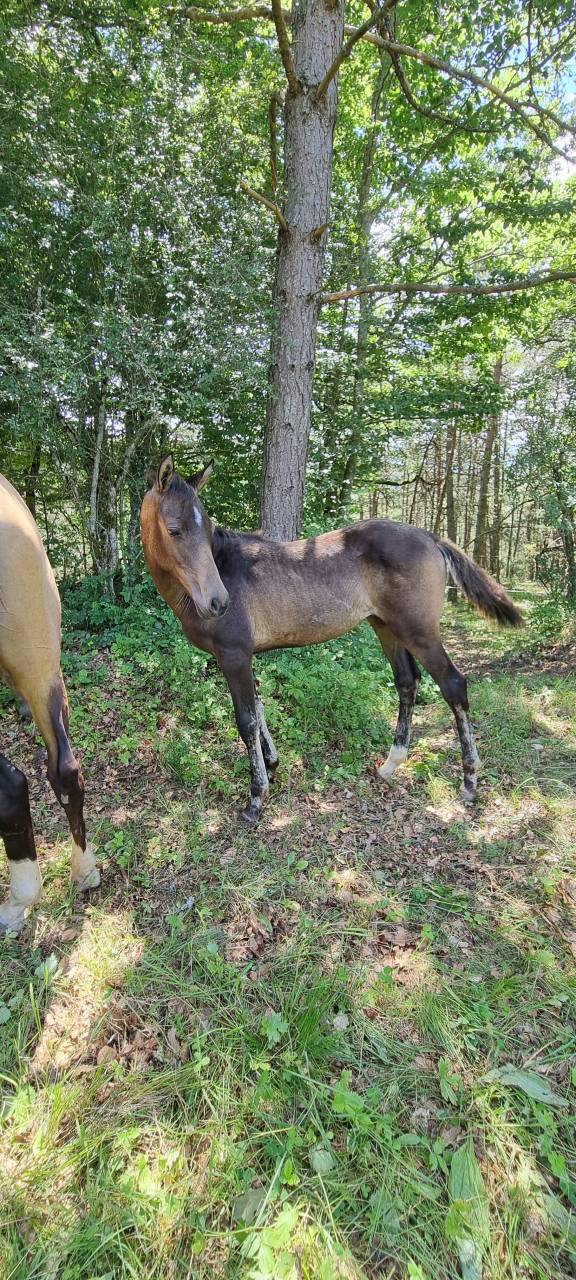 Filly Akhal Teke For sale 2024 Other color