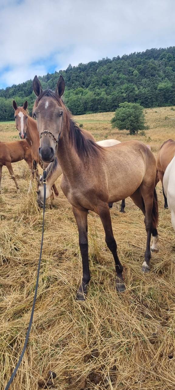 Filly Akhal Teke For sale 2024 Other color