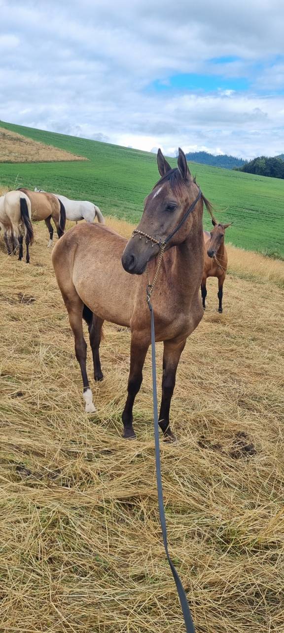 Filly Akhal Teke For sale 2024 Other color