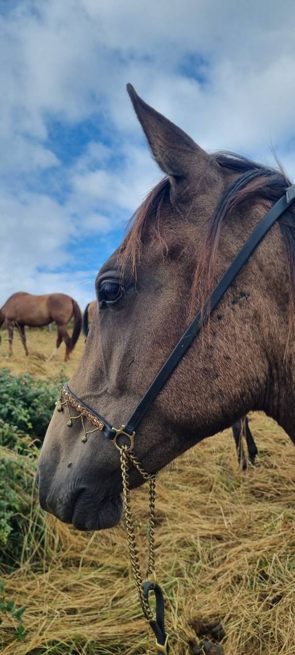 Filly Akhal Teke For sale 2024 Other color