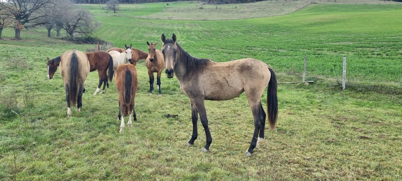 Filly Akhal Teke For sale 2024 Other color