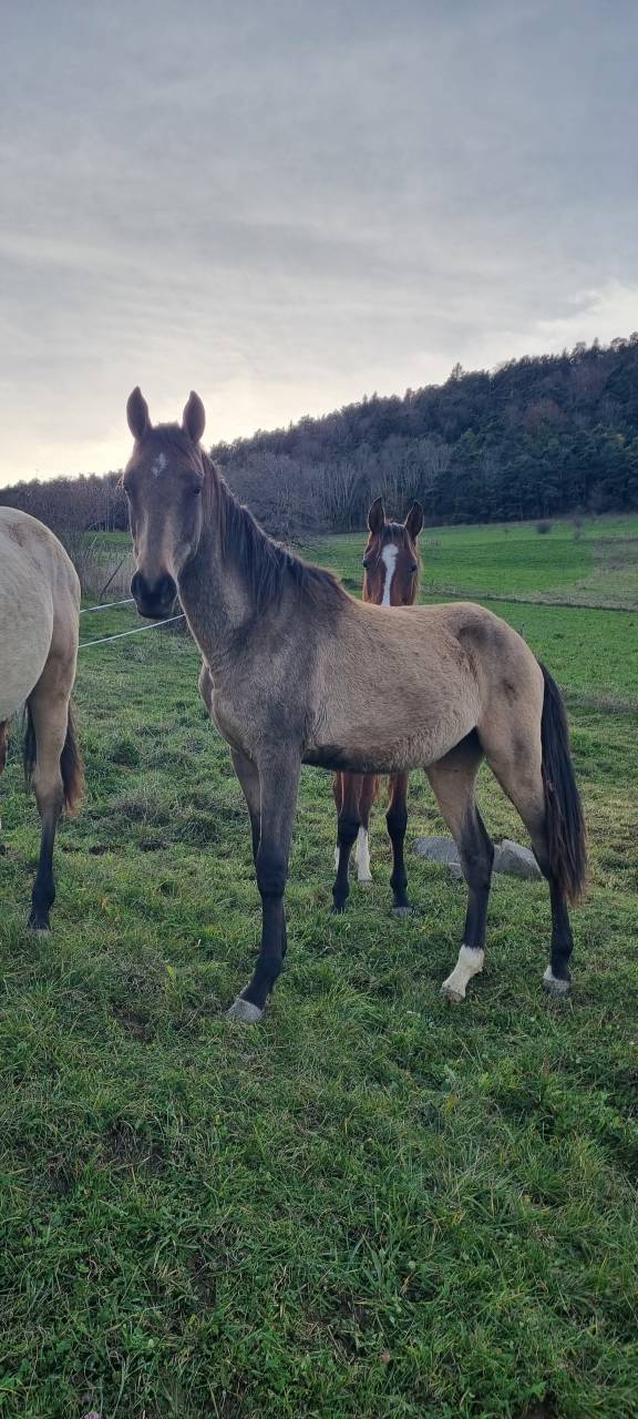 Filly Akhal Teke For sale 2024 Other color
