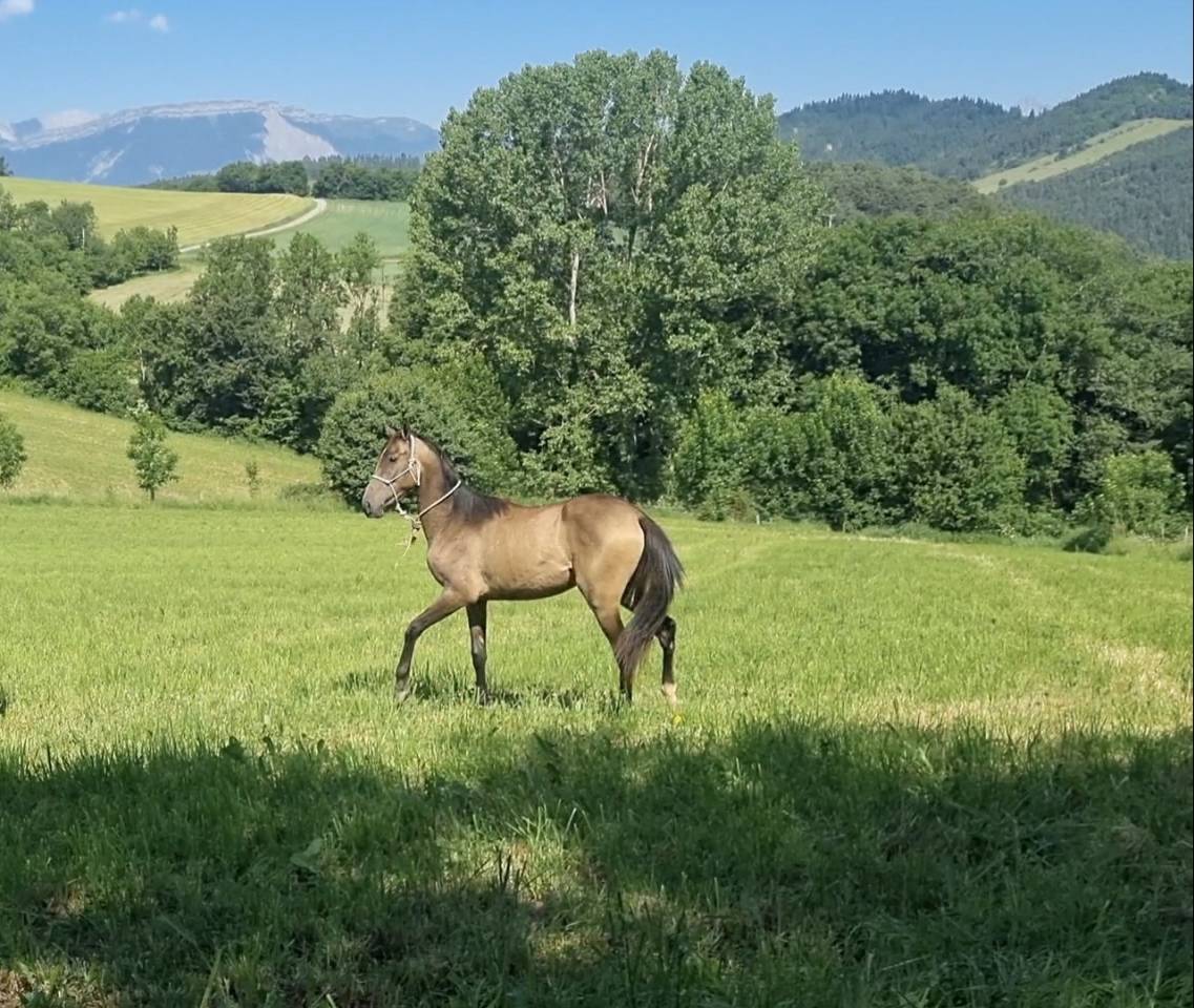Filly Akhal Teke For sale 2024 Other color