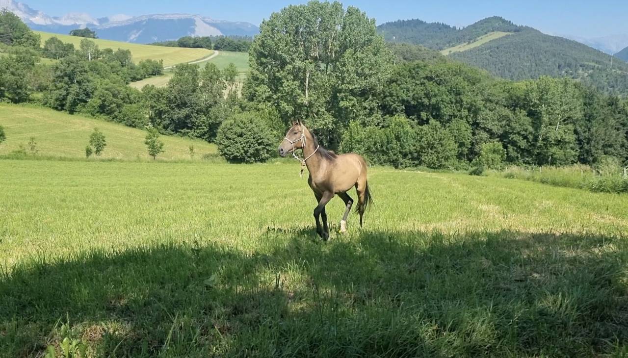 Filly Akhal Teke For sale 2024 Other color