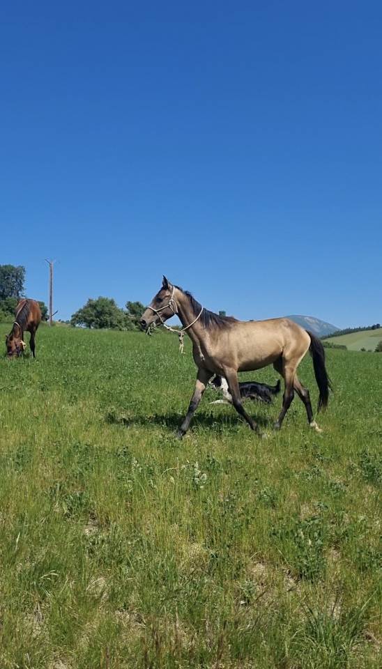 Filly Akhal Teke For sale 2024 Other color