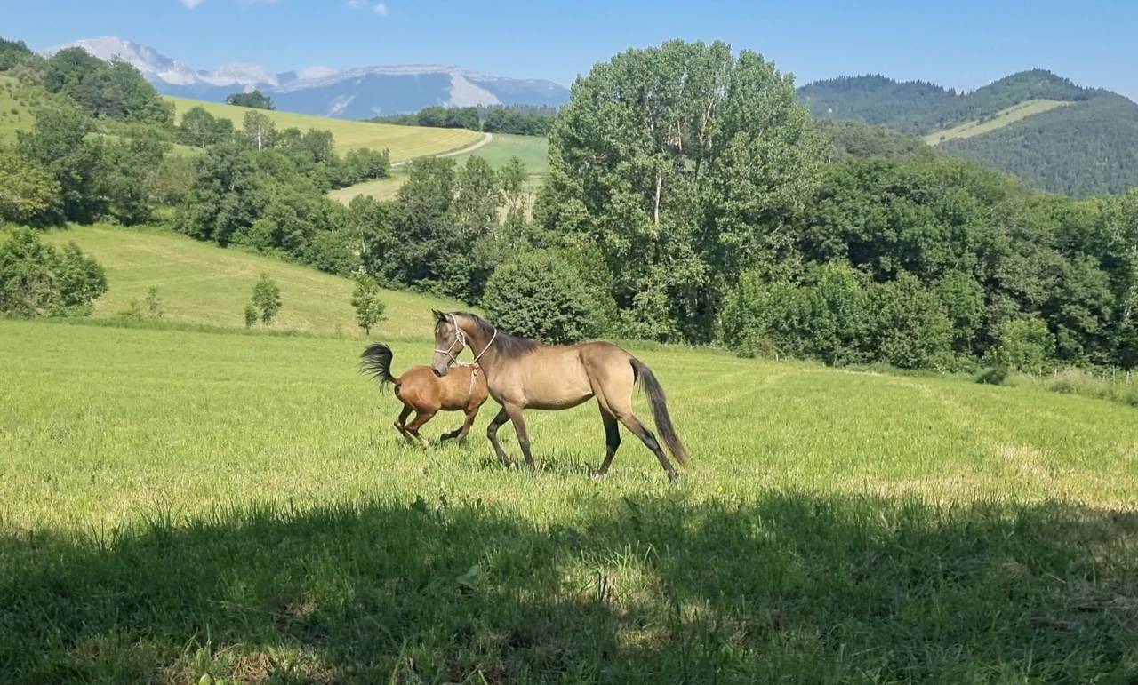 Filly Akhal Teke For sale 2024 Other color