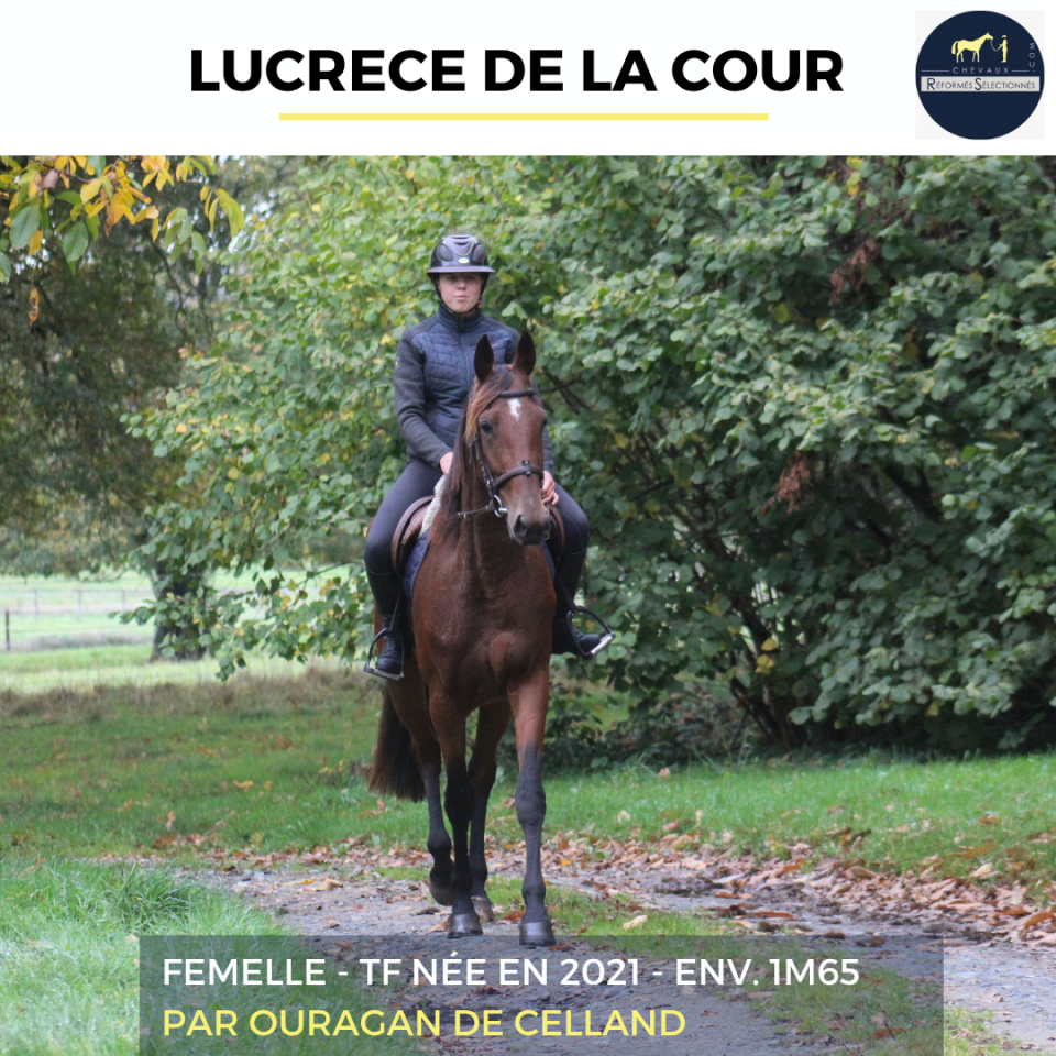 Mare French Trotter For sale 2021 Bay