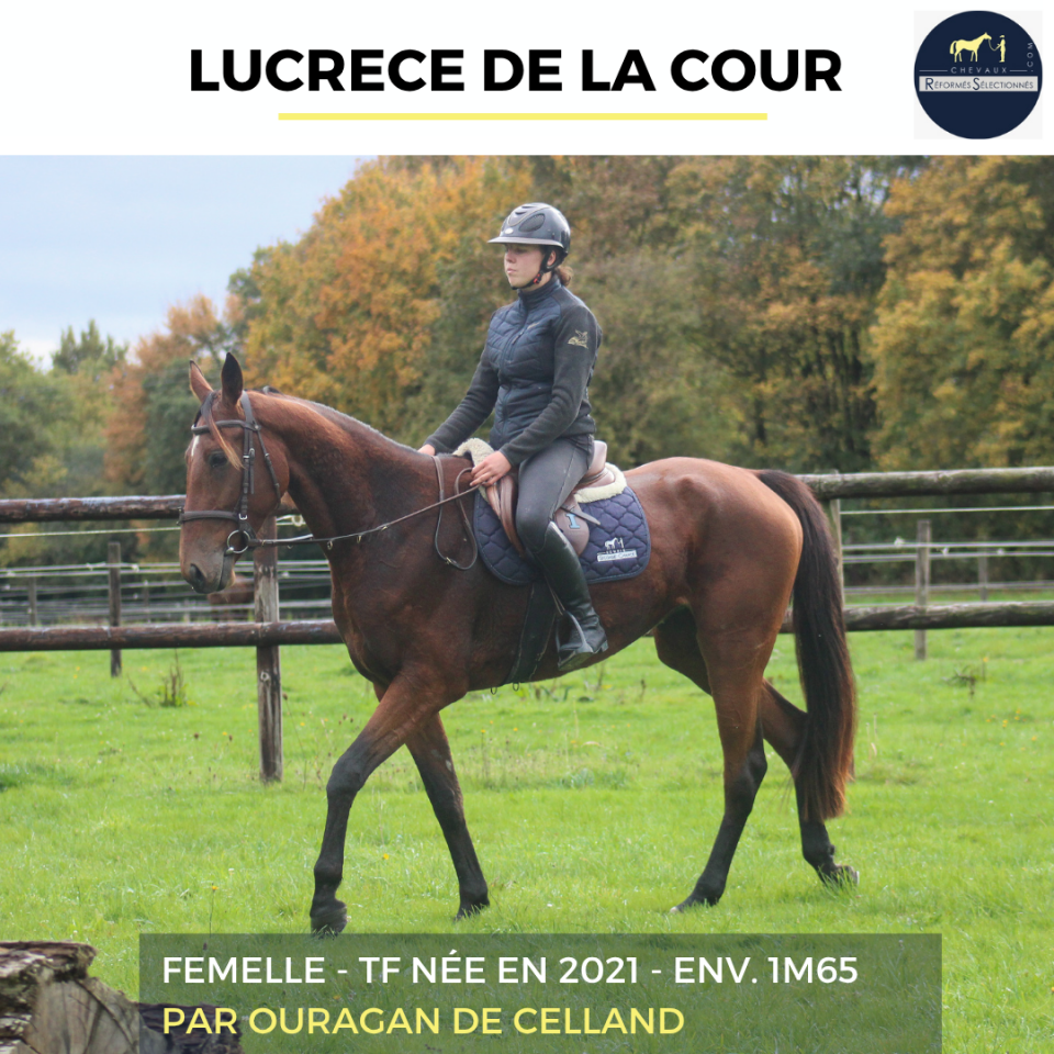 Mare French Trotter For sale 2021 Bay