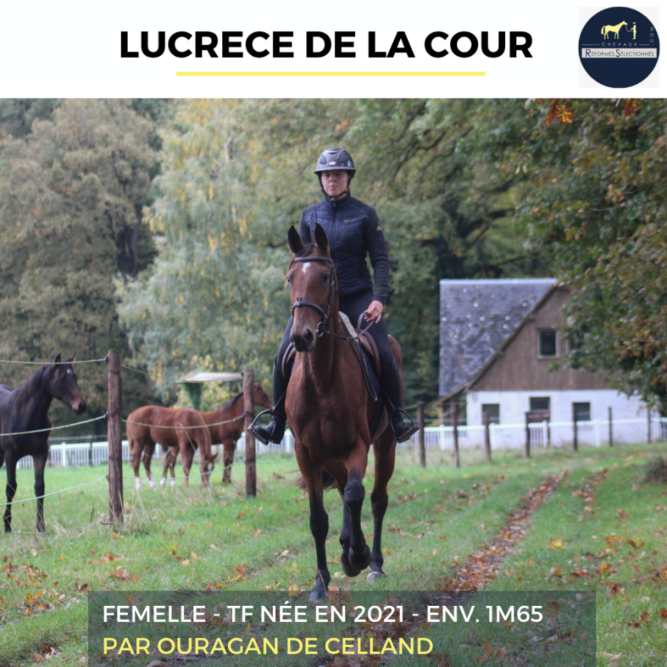 Mare French Trotter For sale 2021 Bay