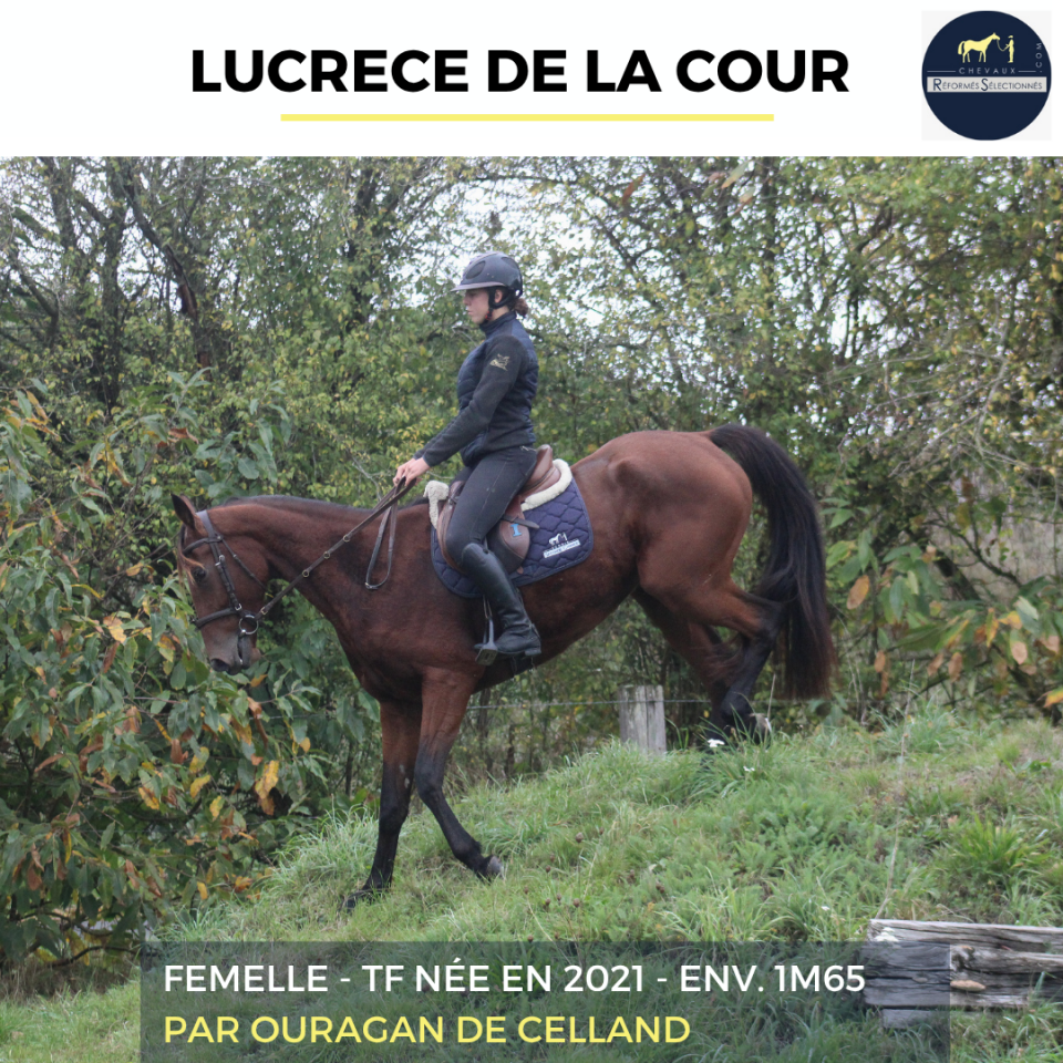 Mare French Trotter For sale 2021 Bay