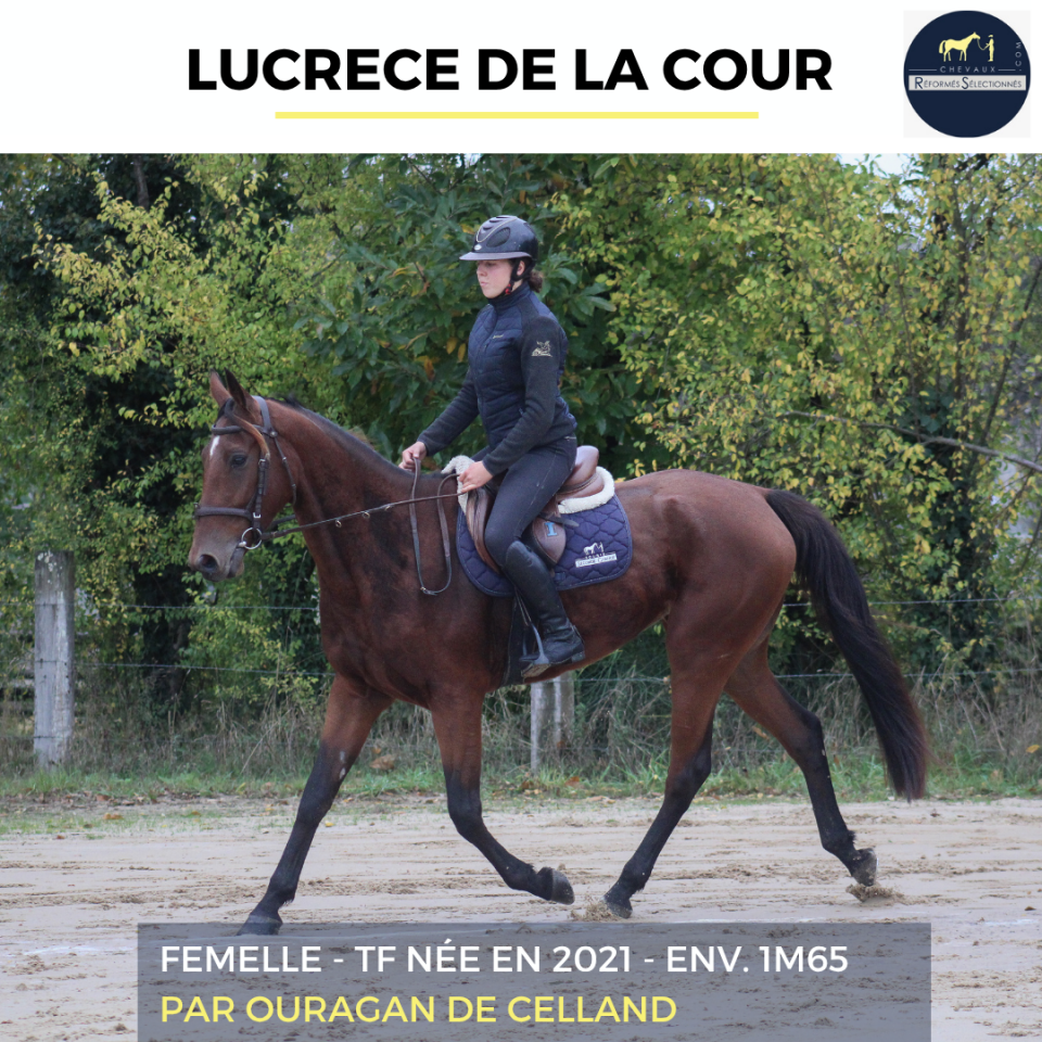 Mare French Trotter For sale 2021 Bay