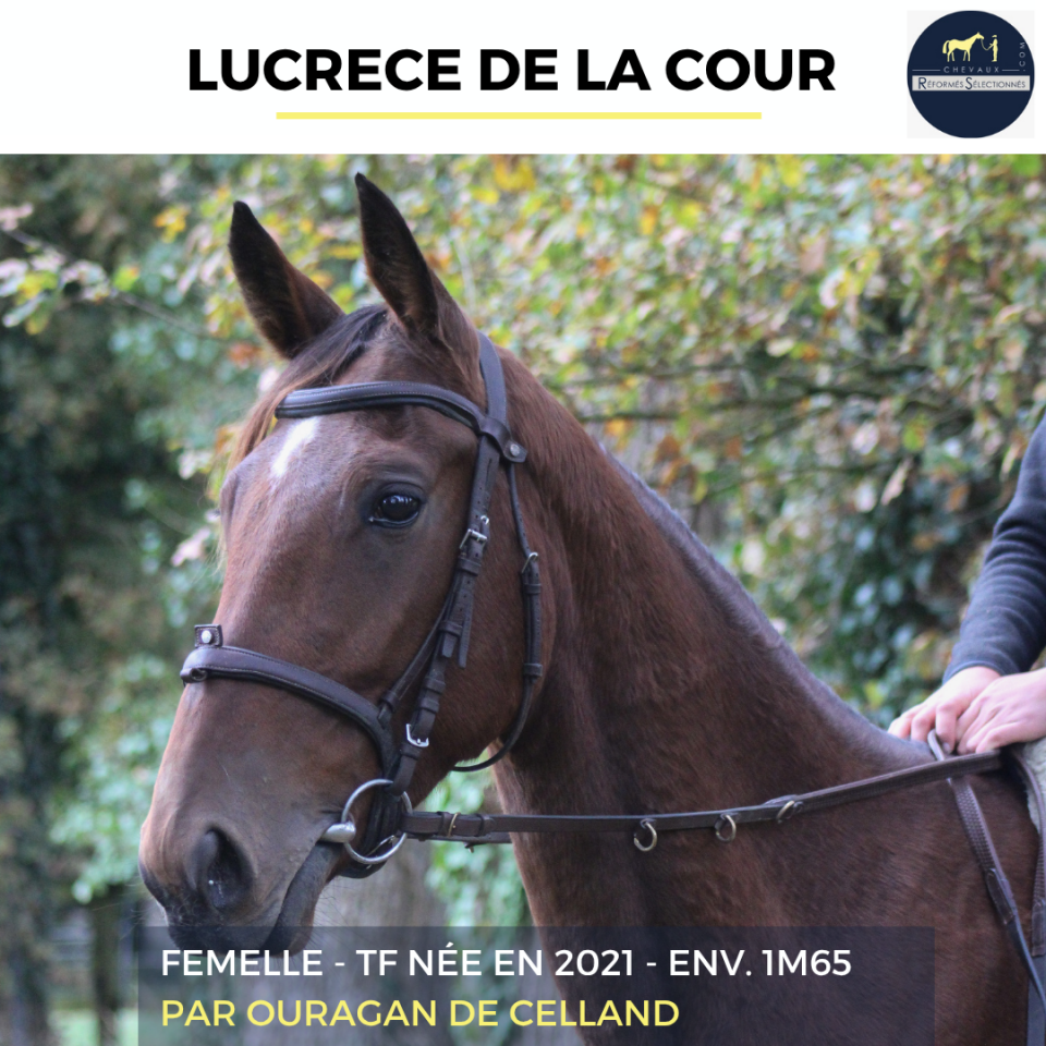 Mare French Trotter For sale 2021 Bay
