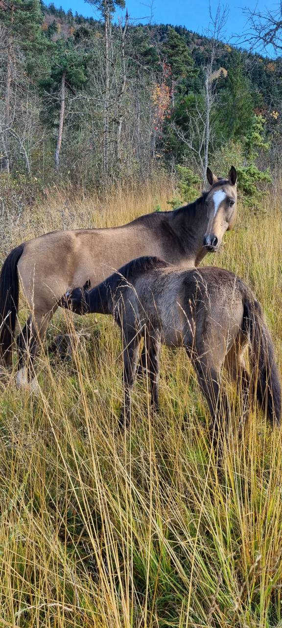 Mare Akhal Teke For sale 2007 Buckskin