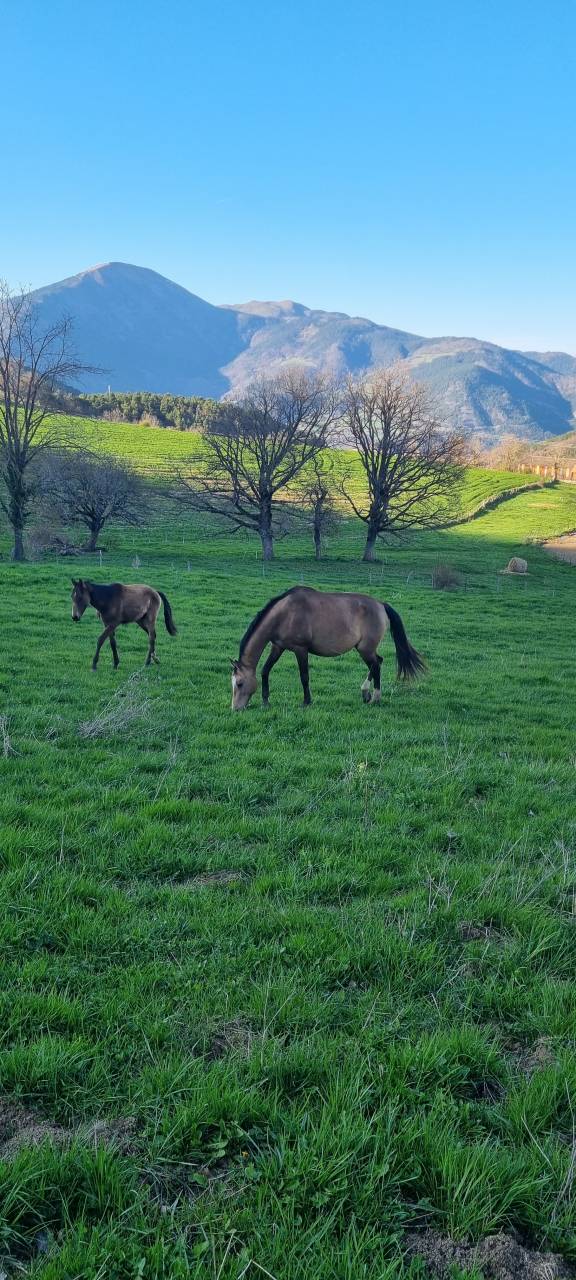 Mare Akhal Teke For sale 2007 Buckskin