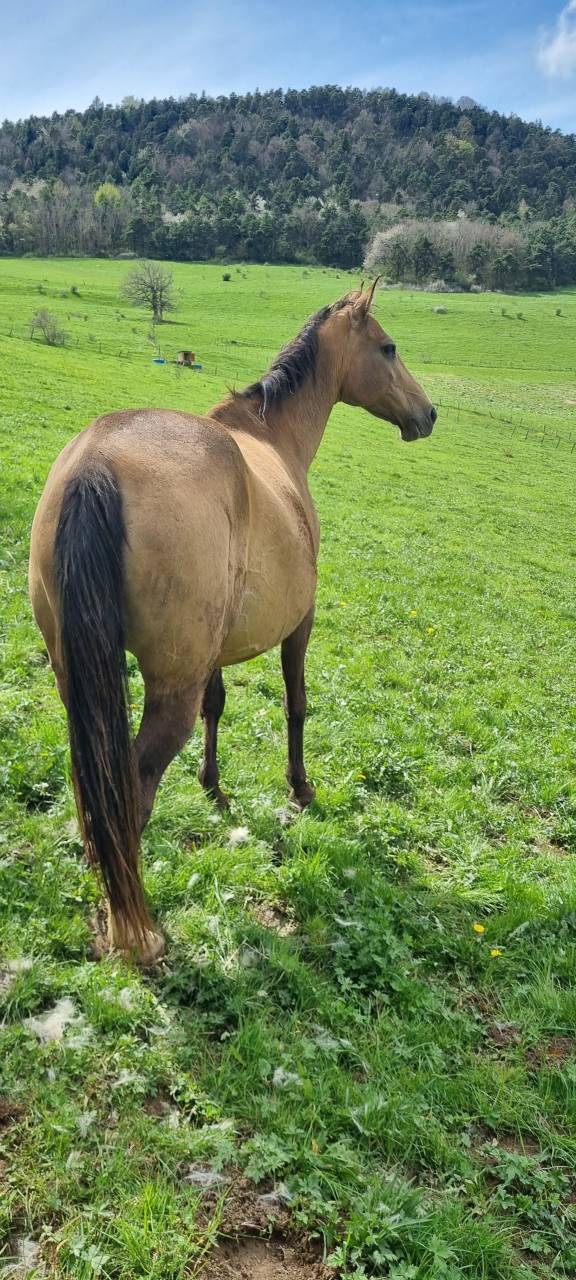 Mare Akhal Teke For sale 2007 Buckskin