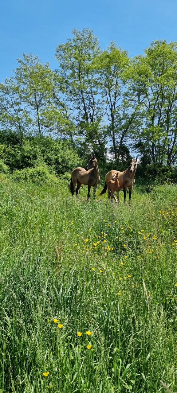 Mare Akhal Teke For sale 2007 Buckskin