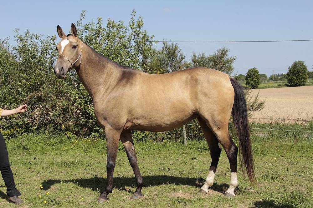 Mare Akhal Teke For sale 2007 Buckskin