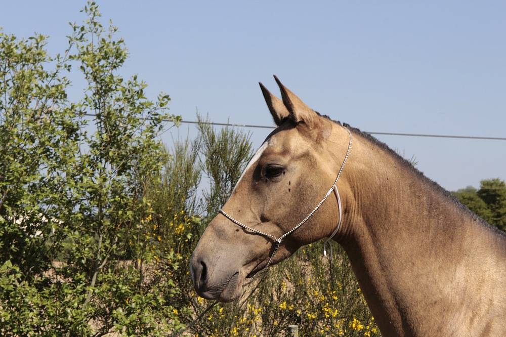 Mare Akhal Teke For sale 2007 Buckskin
