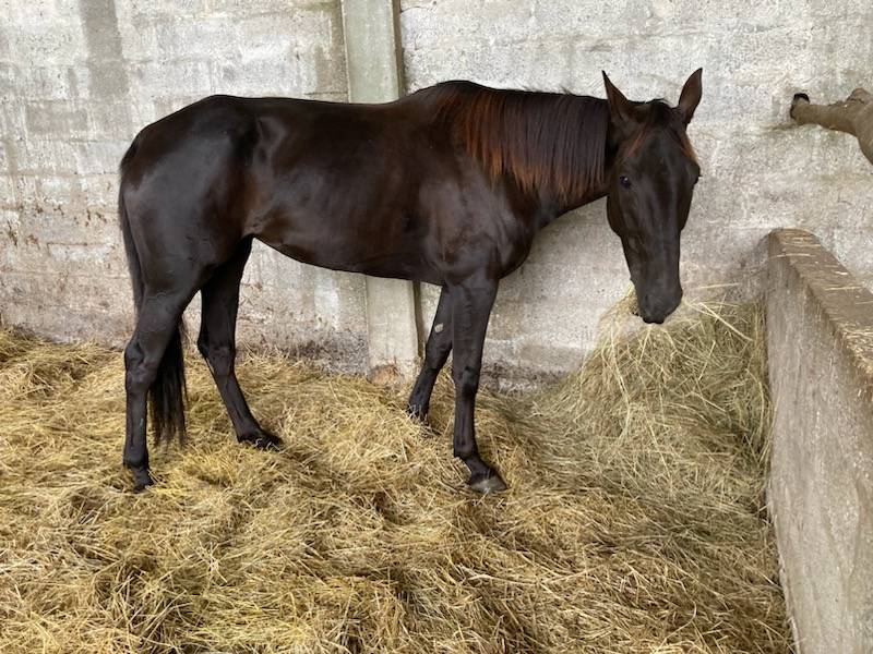 Mare Selle Français For sale 2018 Dark Bay