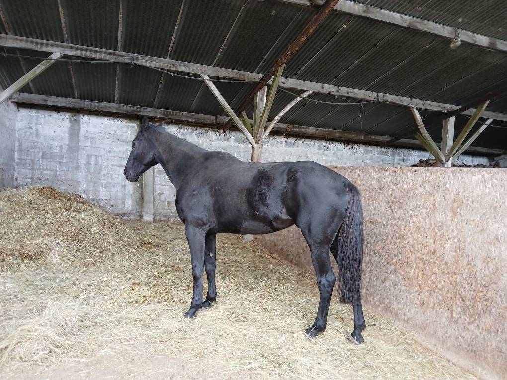 Mare Selle Français For sale 2018 Dark Bay