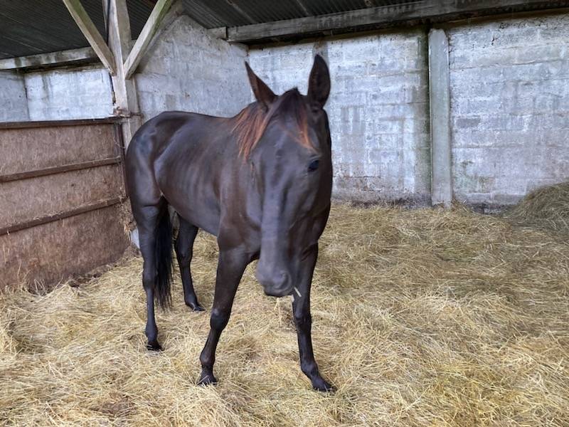 Mare Selle Français For sale 2018 Dark Bay