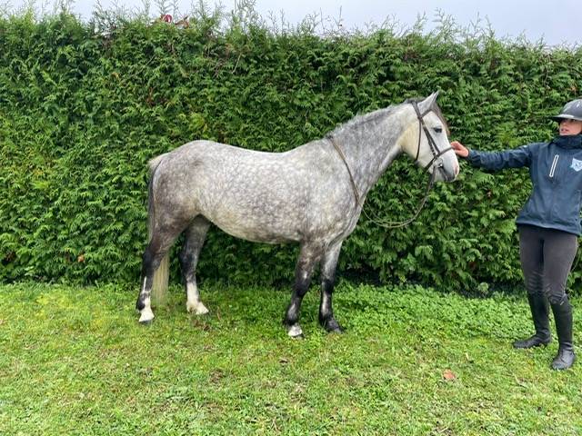 Gelding French Saddle Pony For sale 2021 Grey