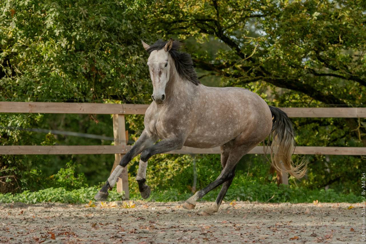 Mare Lusitano For sale 2020 Grey