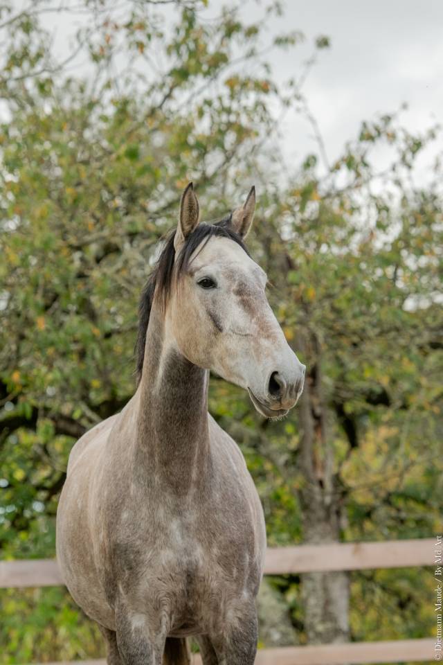 Mare Lusitano For sale 2020 Grey
