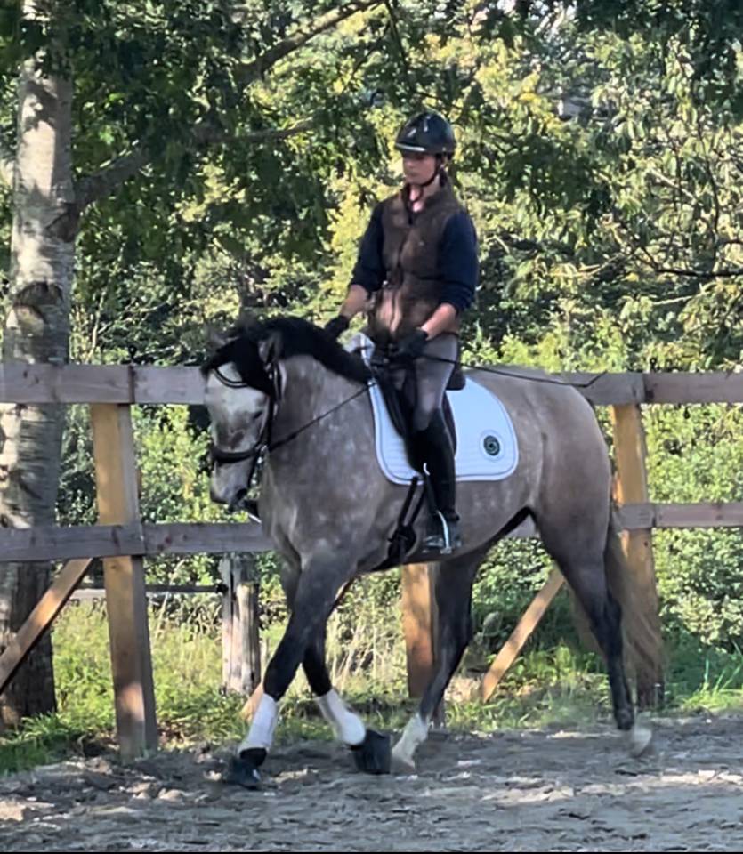 Mare Lusitano For sale 2020 Grey