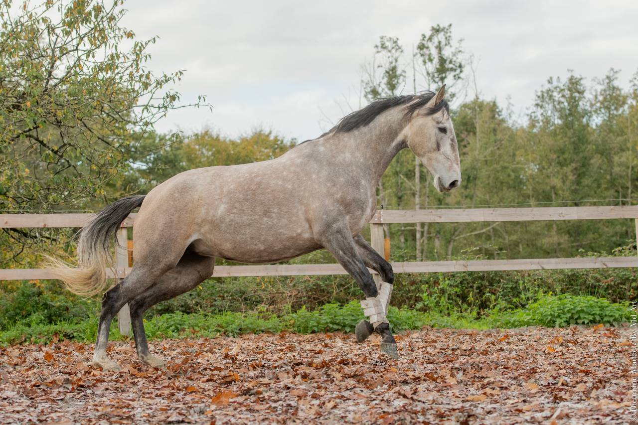 Mare Lusitano For sale 2020 Grey