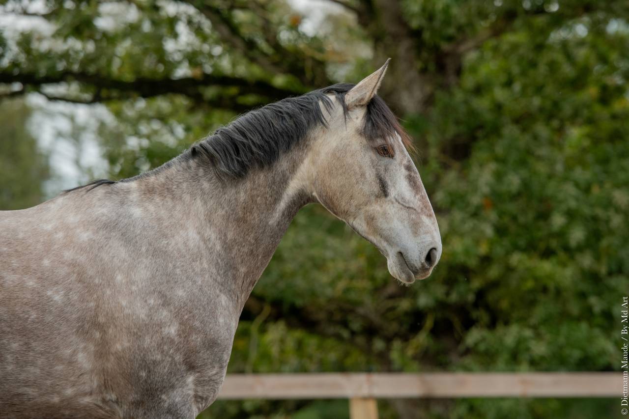 Mare Lusitano For sale 2020 Grey