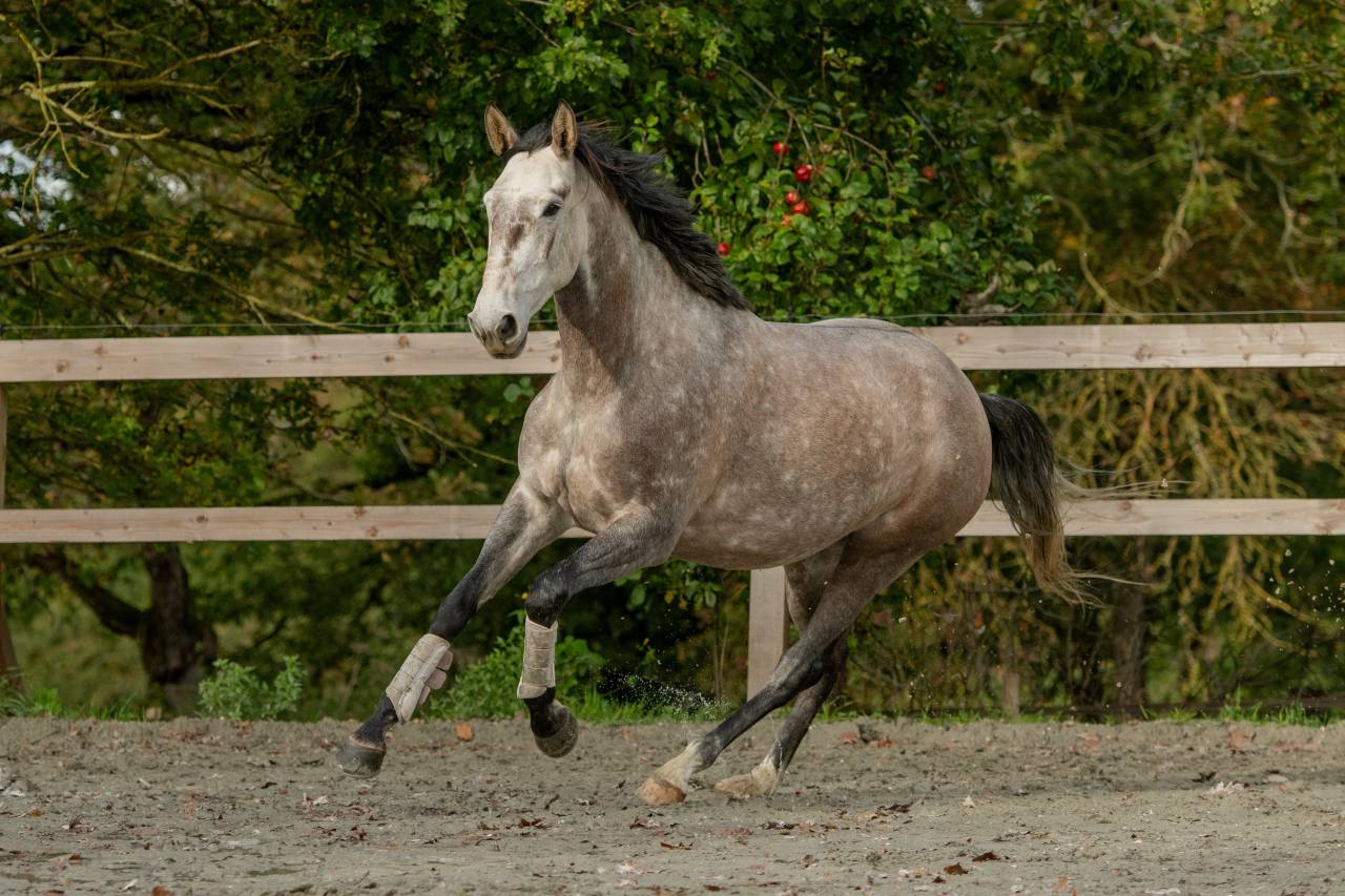 Mare Lusitano For sale 2020 Grey