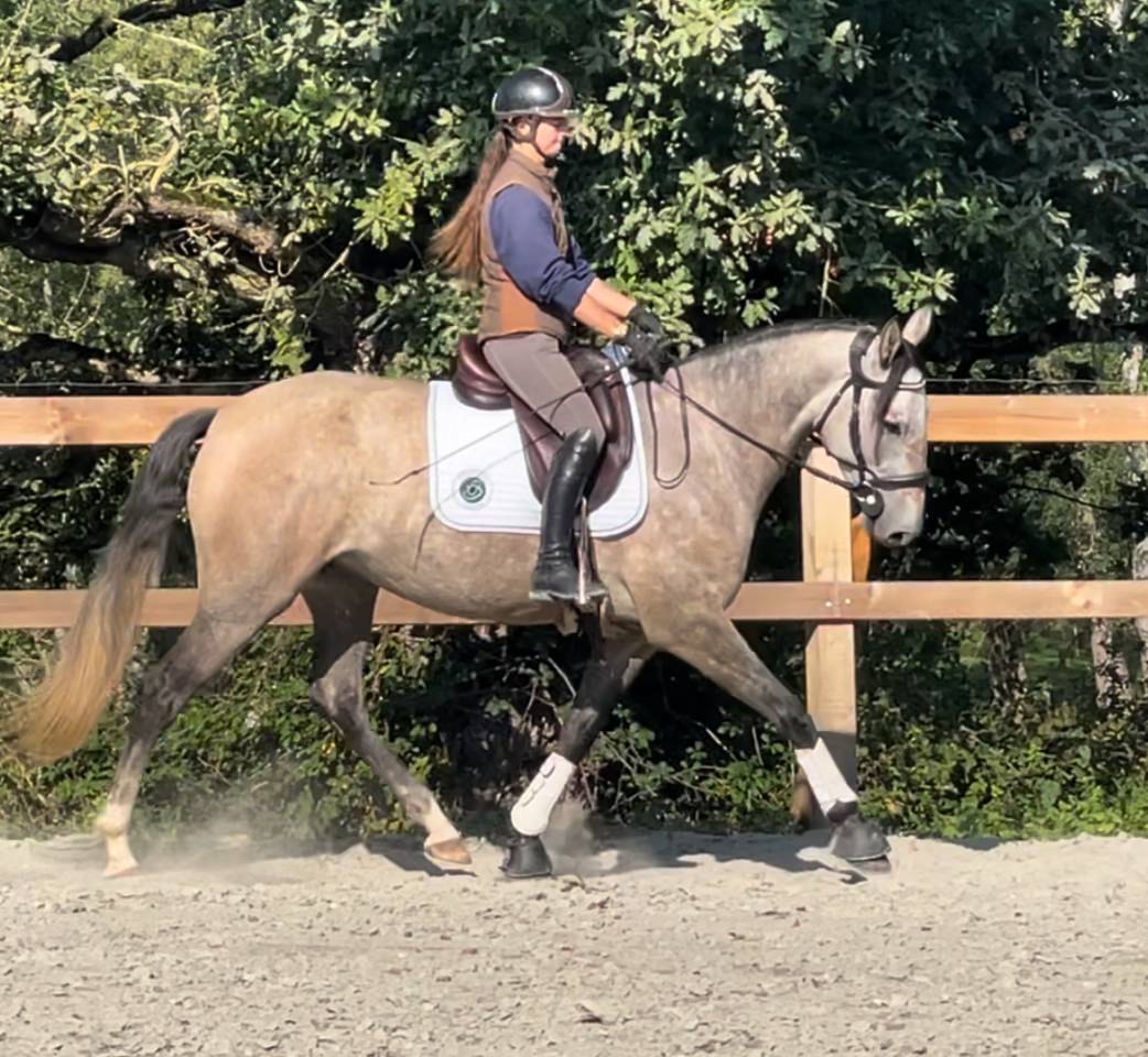 Mare Lusitano For sale 2020 Grey