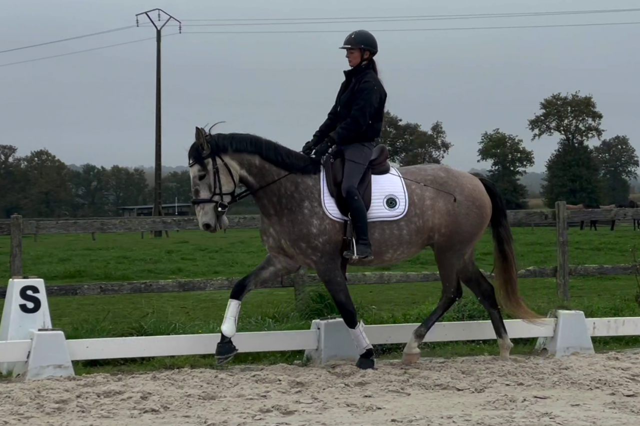 Mare Lusitano For sale 2020 Grey