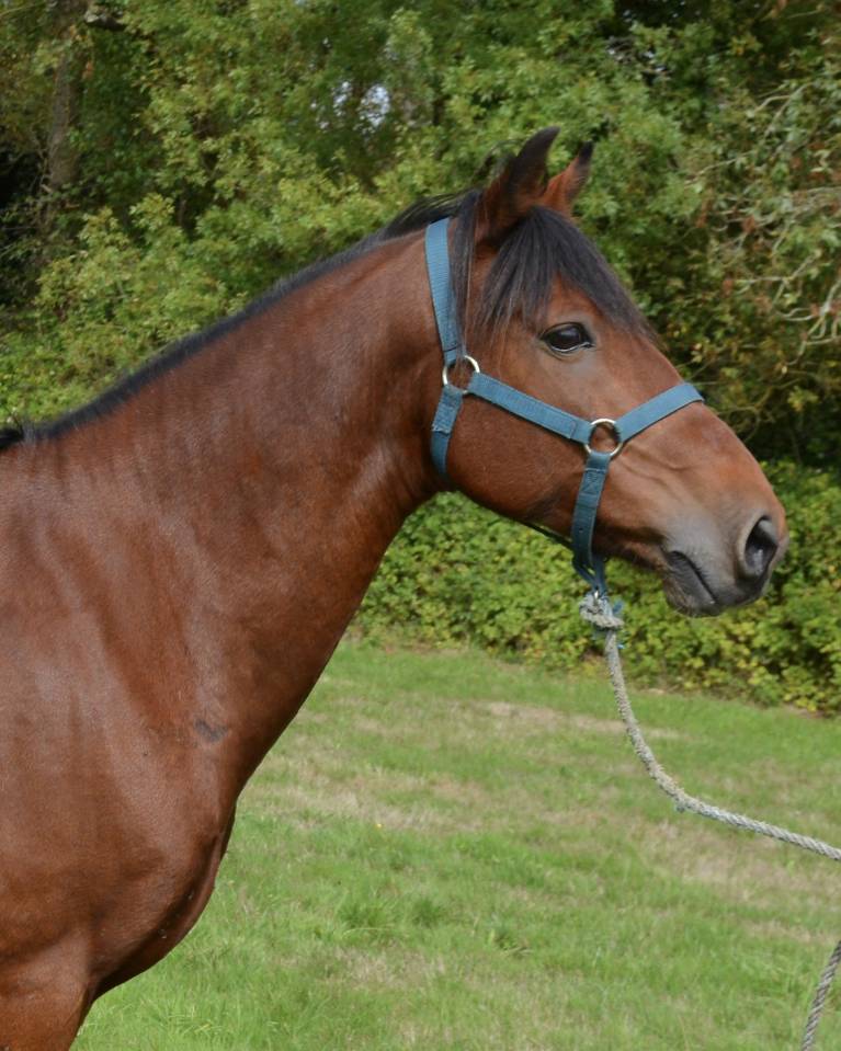 Gelding Origin Recorded For sale 2015 Bay