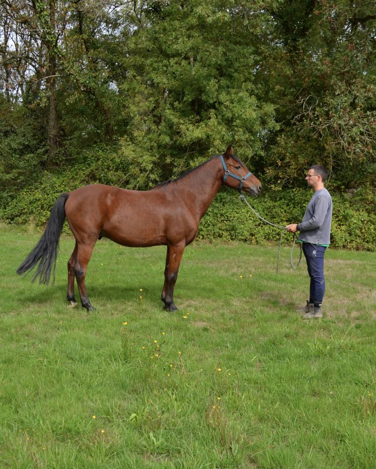 Gelding Origin Recorded For sale 2015 Bay